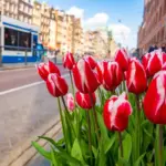 Dutch travel hacks Netherlands vacation