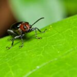 Betalen of beschermen? Het dilemma rond de mijnbouw in Europa