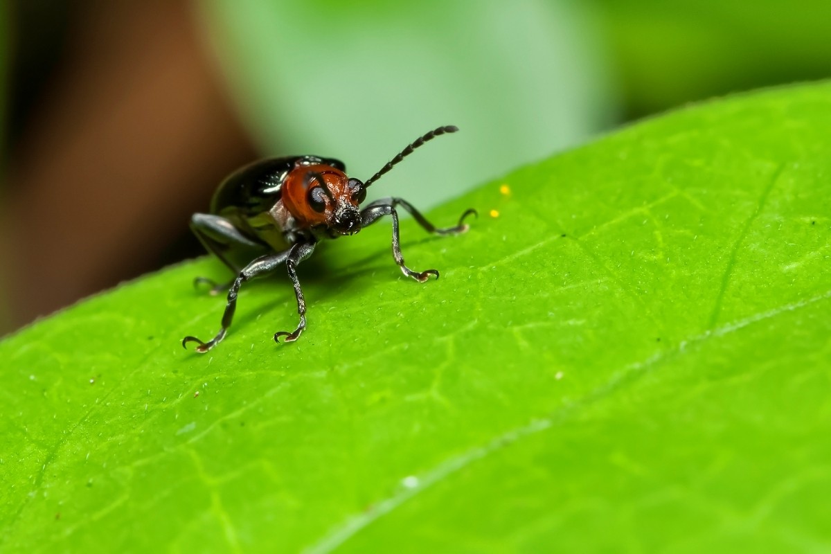 Betalen of beschermen? Het dilemma rond de mijnbouw in Europa