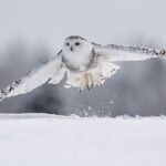 Uilen met sneeuwvacht uitgeroepen tot uitgestorven in Zweden