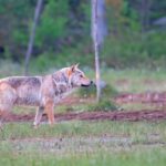 De herintroductie van de wolfjacht in Finland en de juridische en ecologische controverse