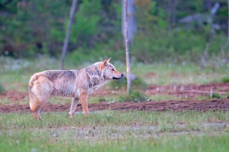 De herintroductie van de wolfjacht in Finland en de juridische en ecologische controverse